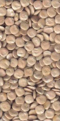 Lupini-Beans.jpg