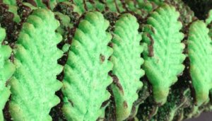 green leaf cookie