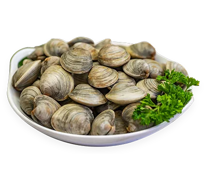 LITTLENECK CLAMS 